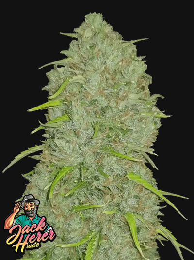 Original Auto Jack Herer