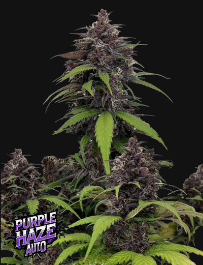Purple Haze Auto