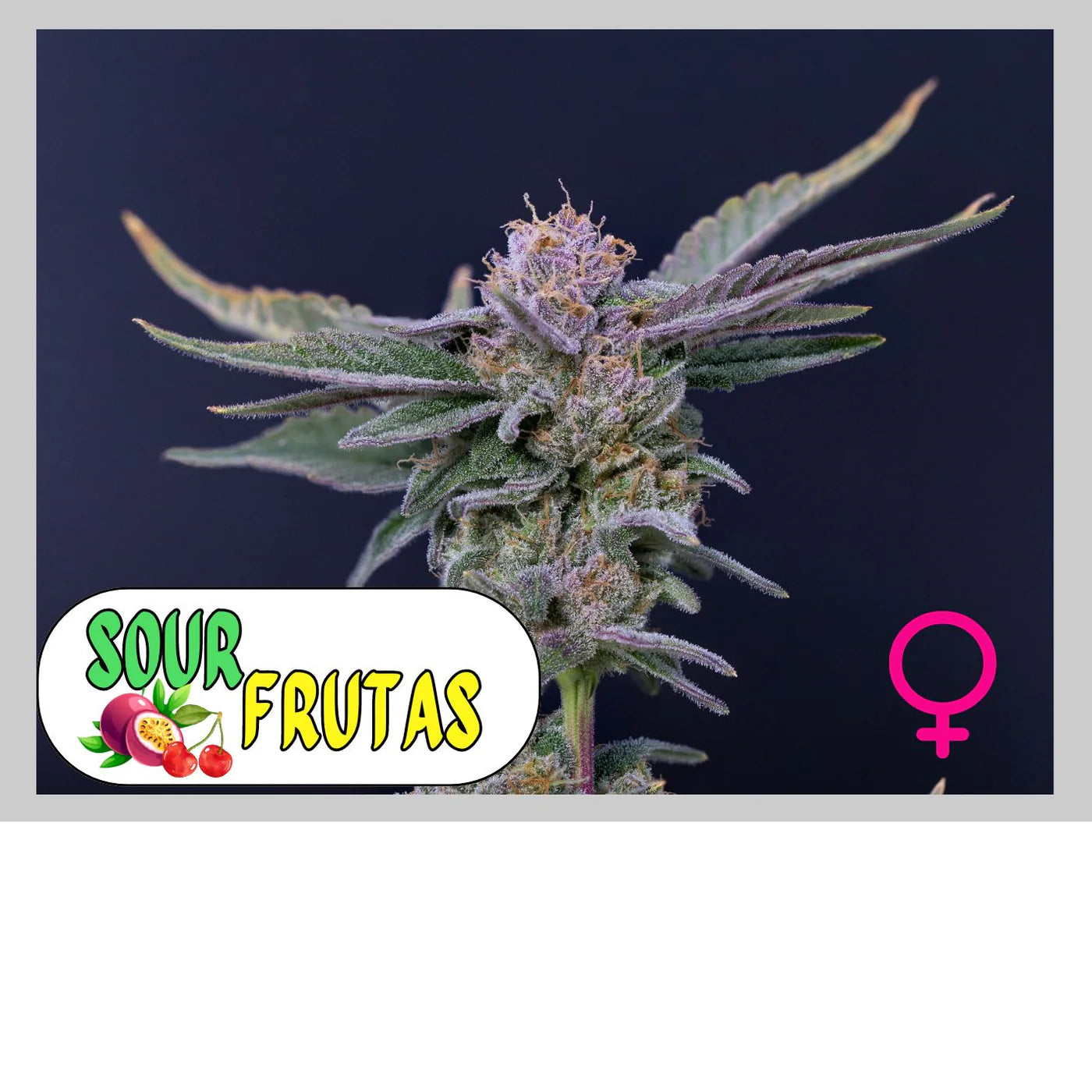 SOUR FRUTAS - 420GEEKS