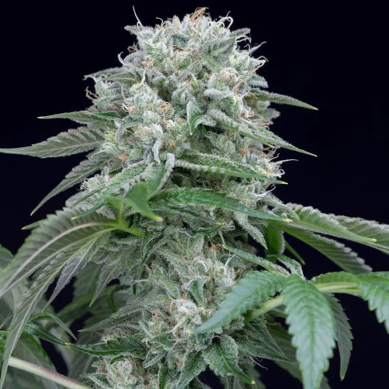 Starfire OG - 420GEEKS