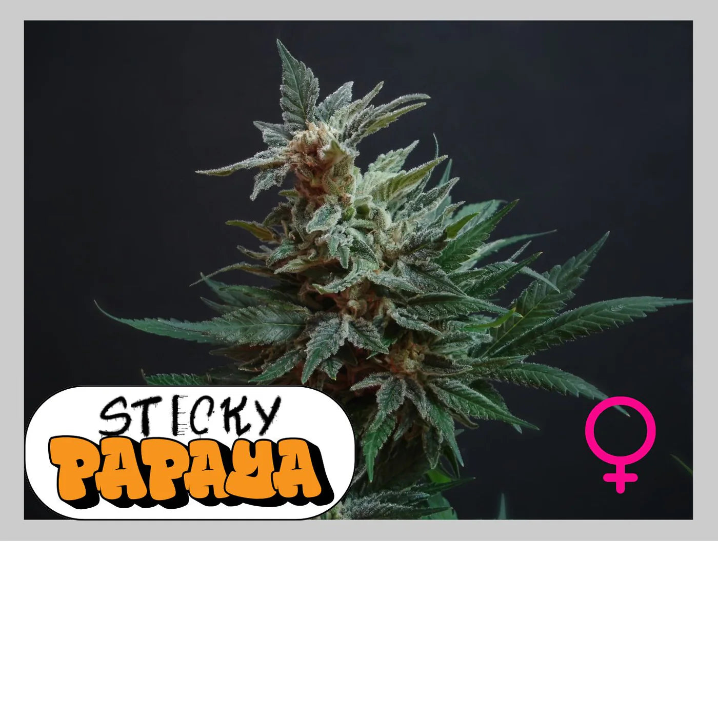 STICKY PAPAYA - 420GEEKS