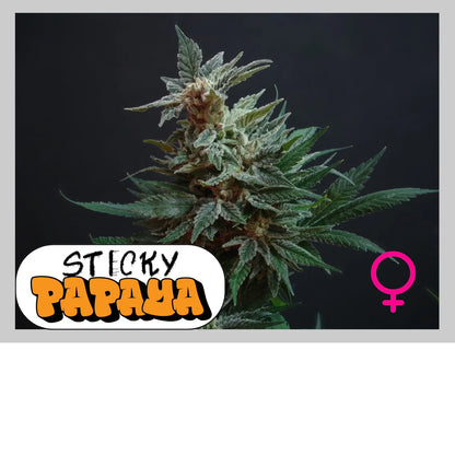 STICKY PAPAYA - 420GEEKS