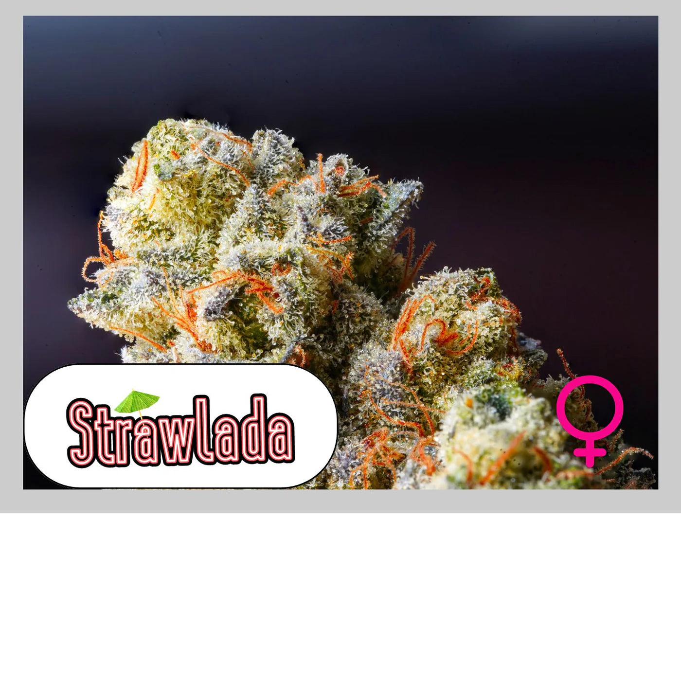 STRAWLADA - 420GEEKS