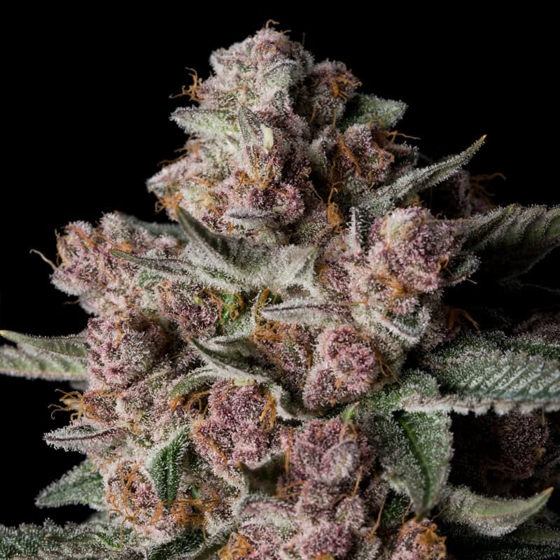 Tropical Jam - 420GEEKS