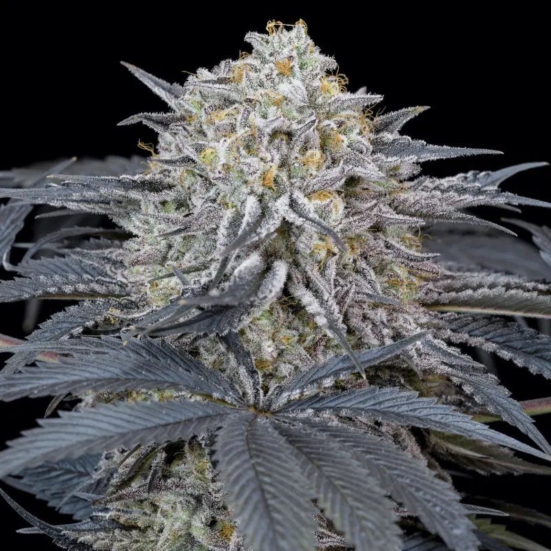 Watermelon Runtz - 420GEEKS