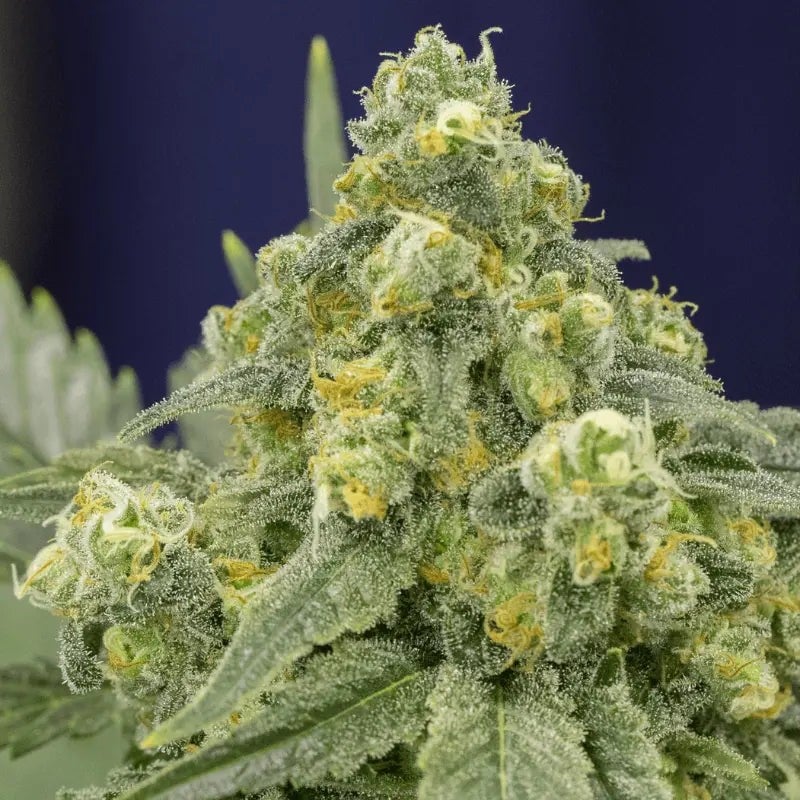 White Widow - 420GEEKS