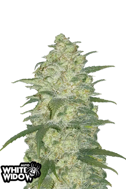 Original White Widow