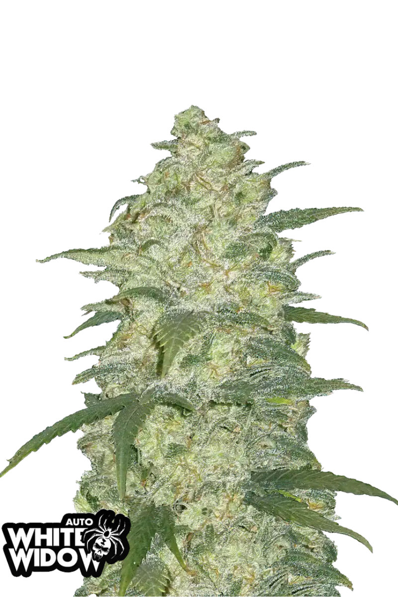 Original White Widow