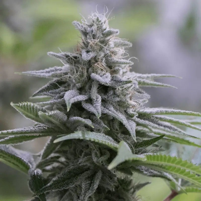 Zkittlez 2.0 - 420GEEKS